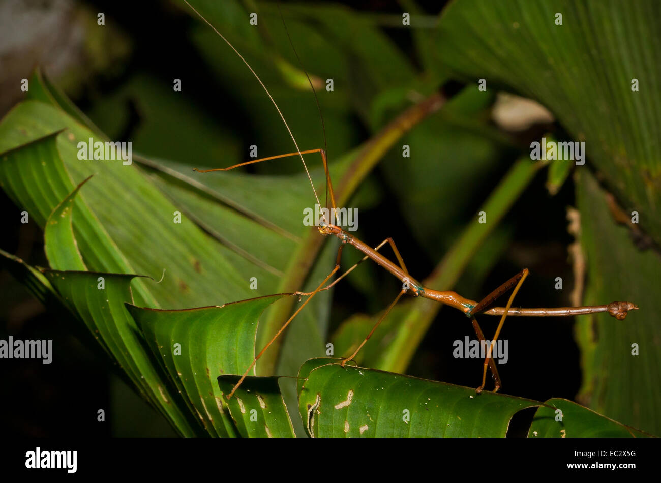 Stick Insect (order Phasmatodea) in Tortuguero National Park, Costa