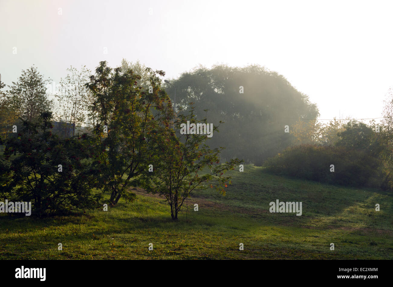 Fog above green grass and trees Stock Photo - Alamy