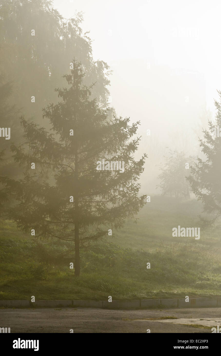 Fog above green grass and trees Stock Photo - Alamy