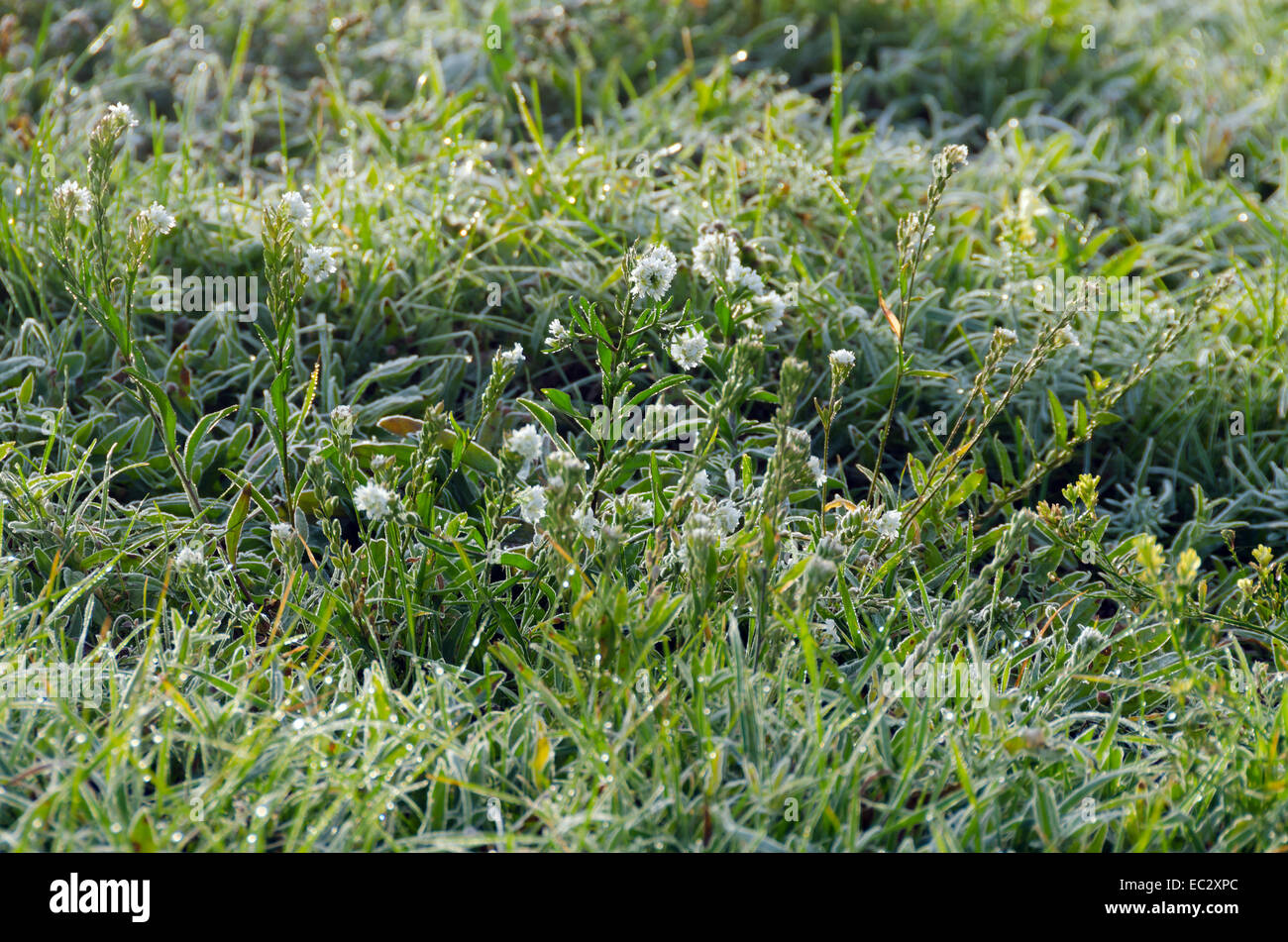 Fog above green grass and trees Stock Photo - Alamy