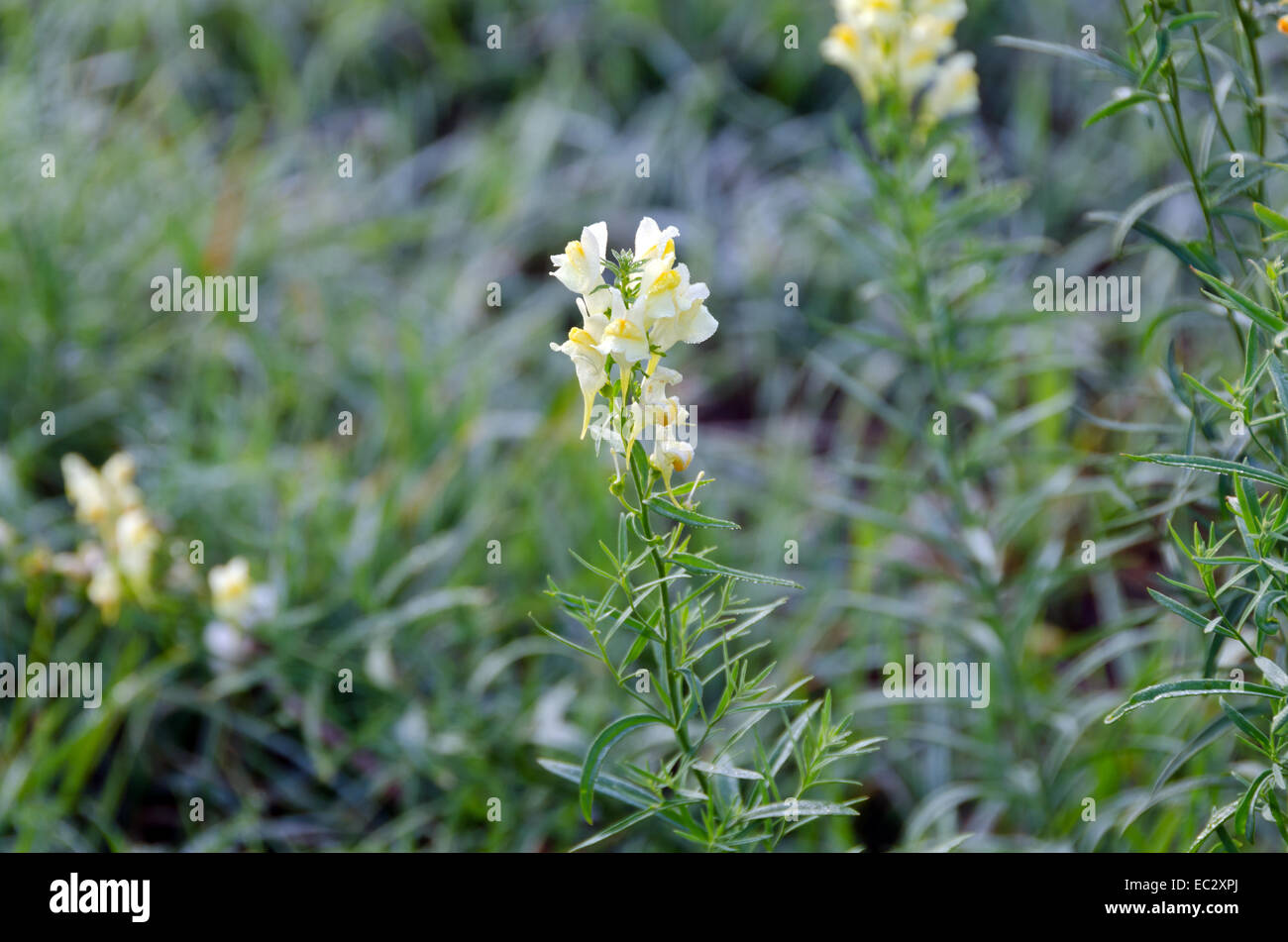 Fog above green grass and trees Stock Photo - Alamy