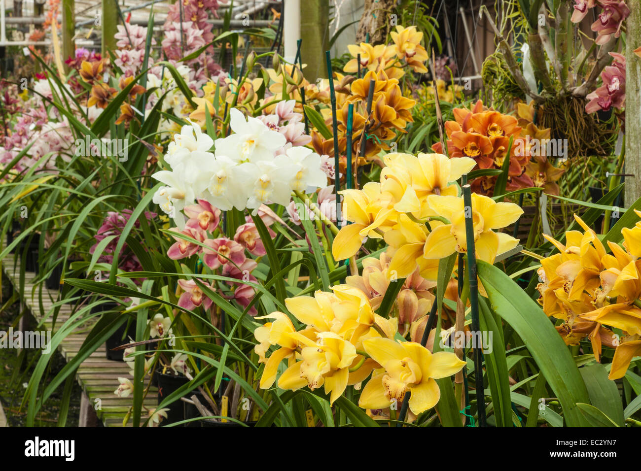 cymbidium orchids, Santa Barbara Orchid Estate, Santa Barbara, California, United States of America Stock Photo