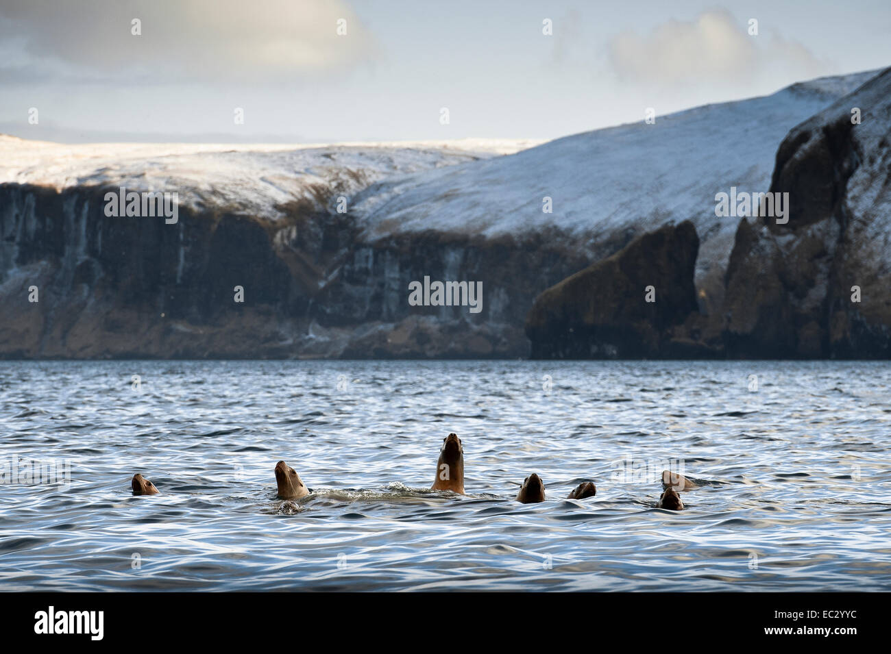 Sea Lions in Akutan Harbor, Alaska Stock Photo