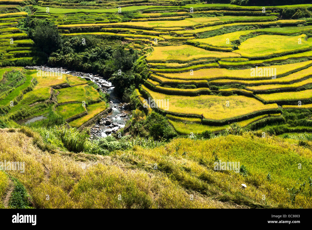 Ifugao rice terraces Stock Photo