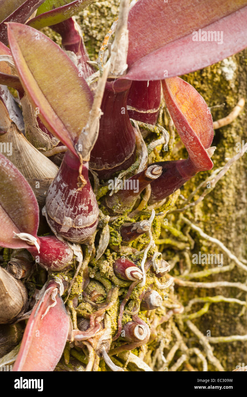 pseudobulbs of an orchid, collection of Don Brown, Santa Barbara, California, United States of America Stock Photo