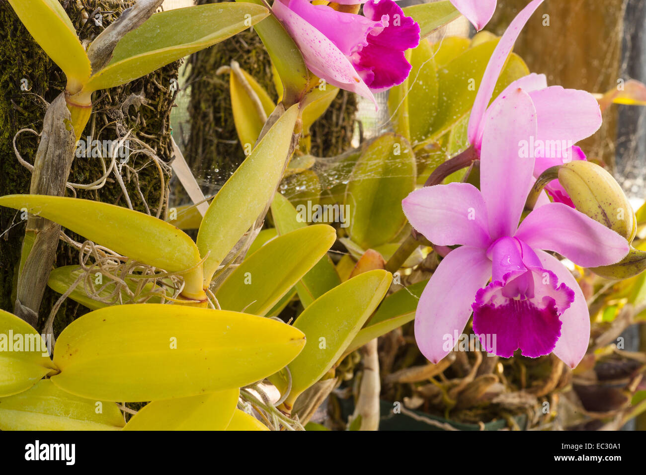 laelia orchid grows on bark in Don Brown's shade house, Santa Barbara, California, United States of America Stock Photo