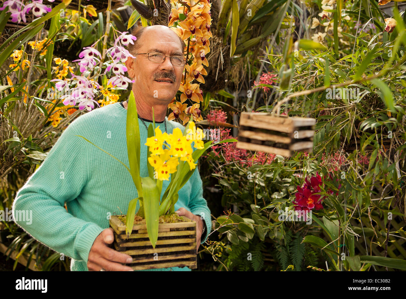 portrait of Bill Robson holding an odontoglossum Yellow Parade orchid among other orchids in his shade house, Santa Barbara Stock Photo