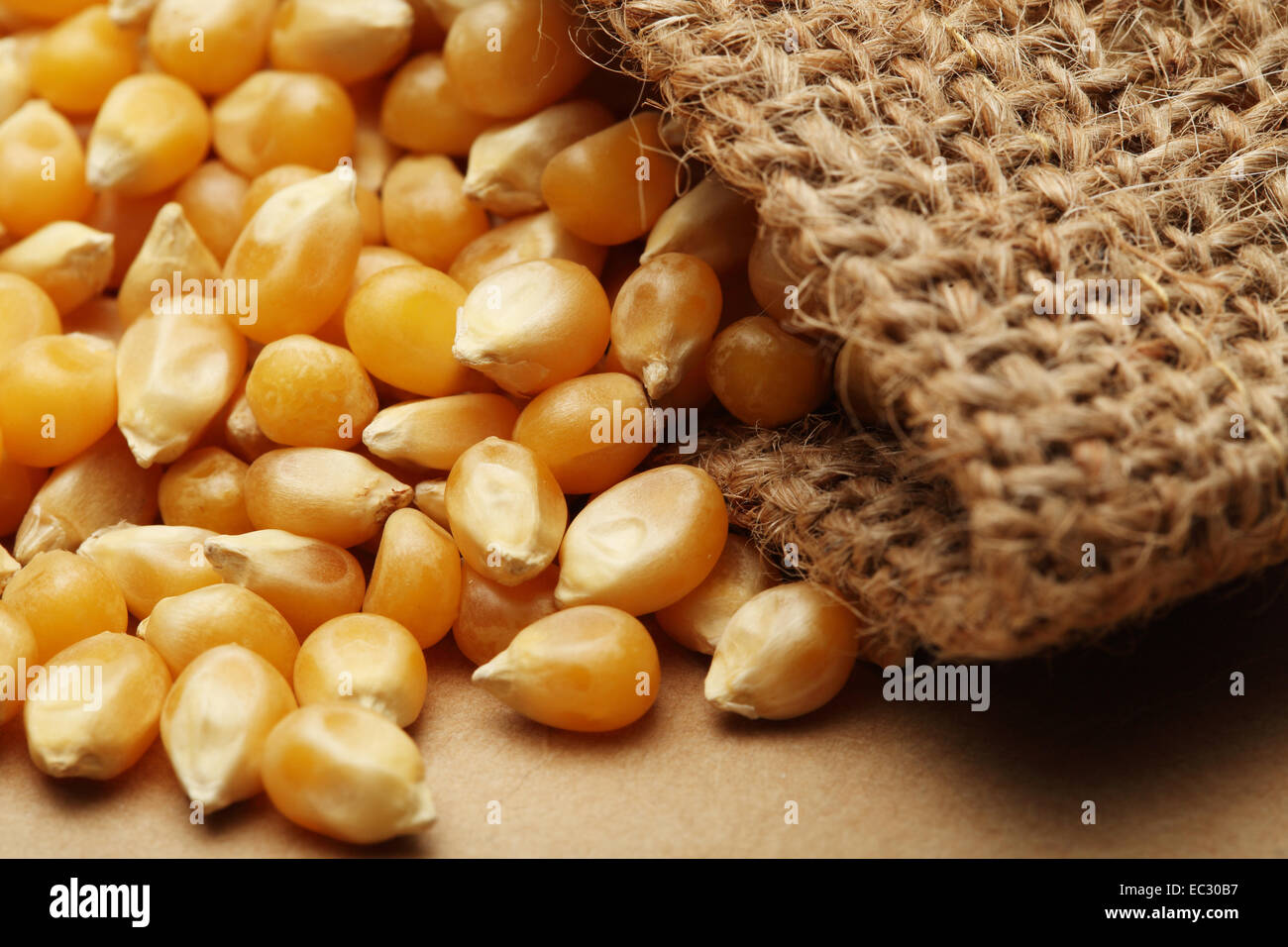 The grain corn in small sack Stock Photo