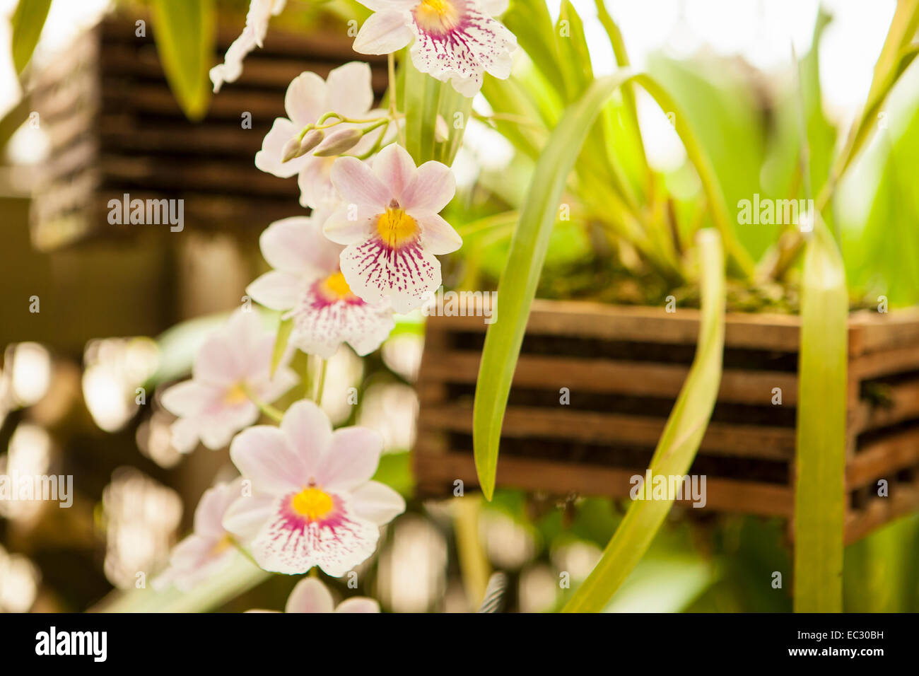 miltoniopsis Venus blooms in Bill Robson's orchid collection, Santa Barbara, California, United States of America Stock Photo