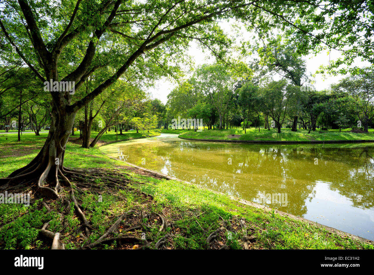 View of green trees in the park Stock Photo - Alamy
