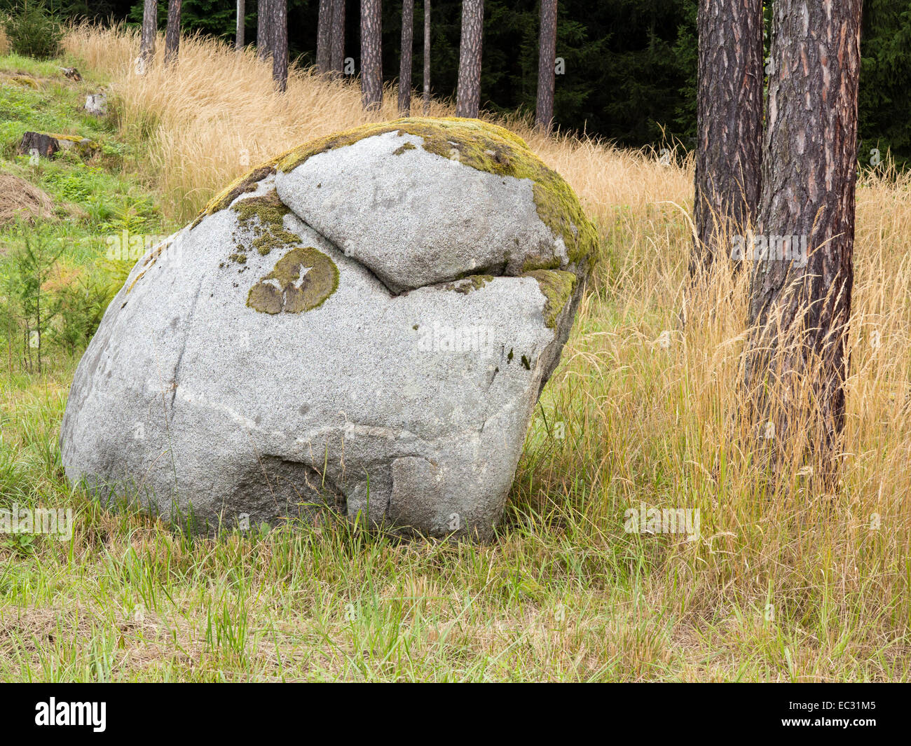 big boulder in the coniferous forest Stock Photo