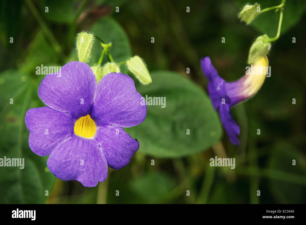 Achimenes blue flowers. Natural background. Stock Photo