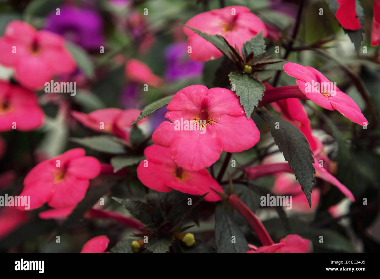 Achimenes purple flowers. Natural background. Stock Photo
