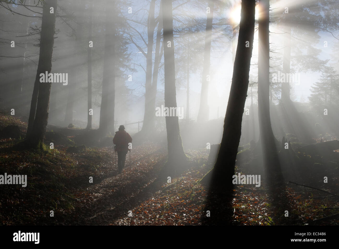 Nebel im Wald an der Saloberalpe, Saloberalm, Zirmgrat bei Füssen, Allgäu, Schwaben, Bayern, Deutschland, Europa / fog in the fo Stock Photo