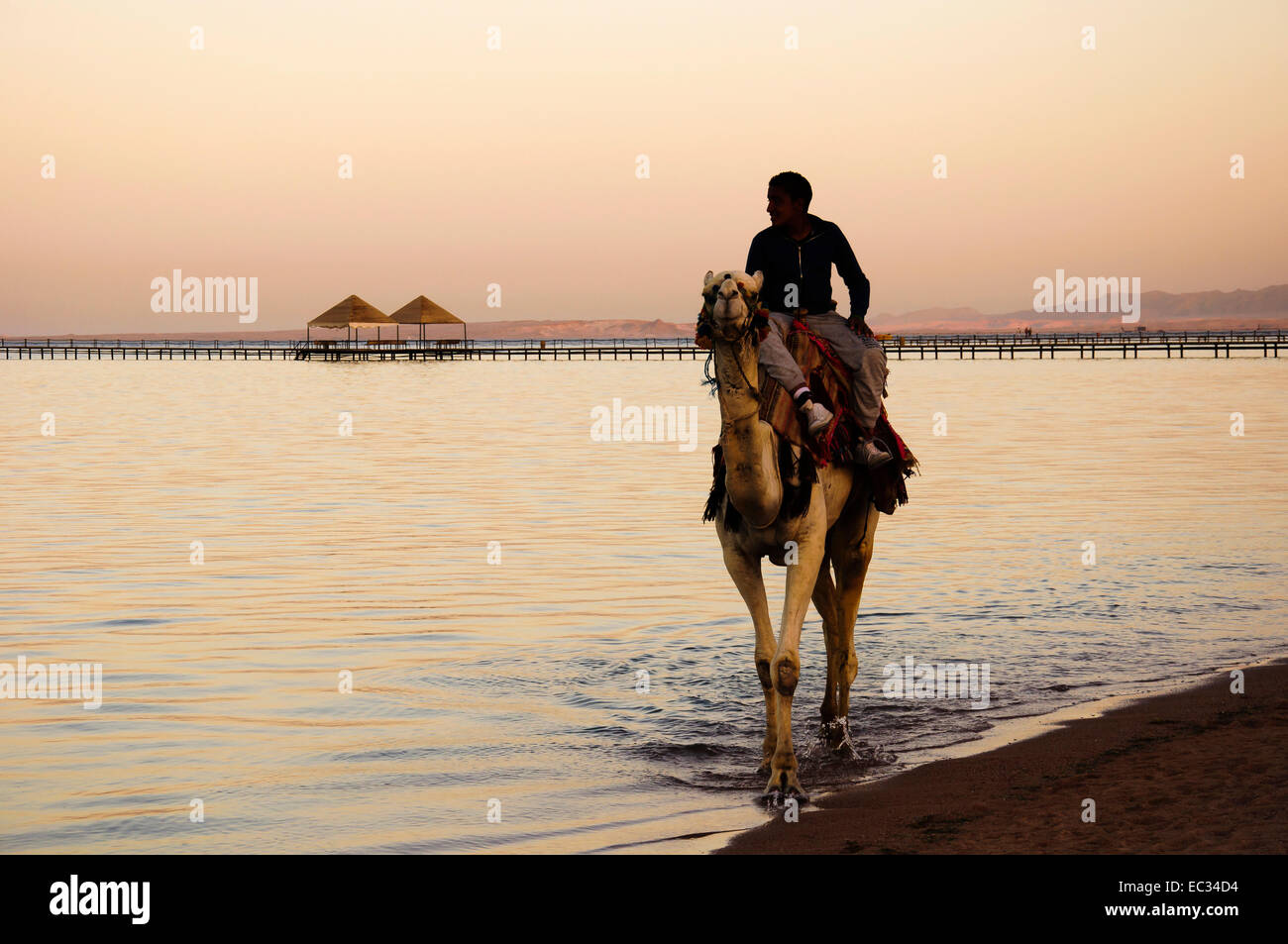 Camel arab hi-res stock photography and images - Alamy