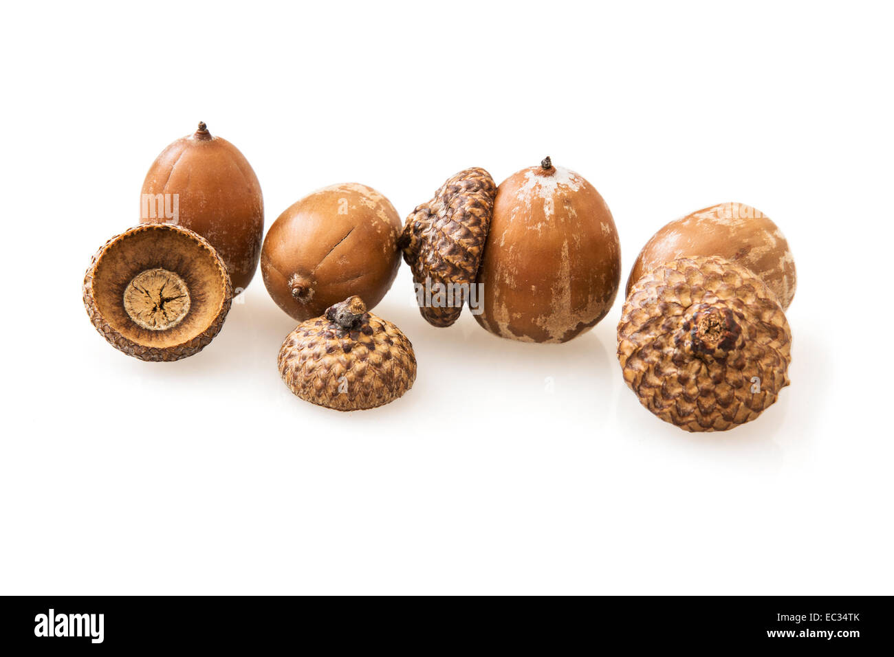 Acorns on a white background. The acorn, or oak nut, is the nut of the oaks and their close relatives (genera Quercus and Lithoc Stock Photo
