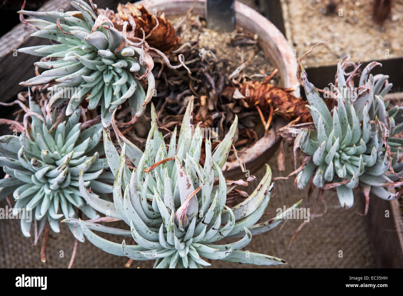 Dudleya is a genus of succulent perennials. Natural theme. Stock Photo
