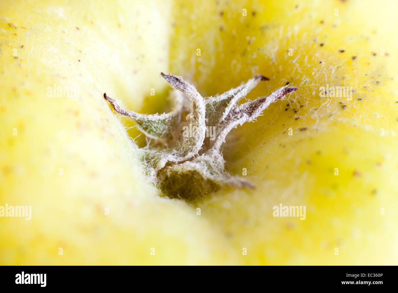 Details of an apple, petiole in macro Stock Photo - Alamy
