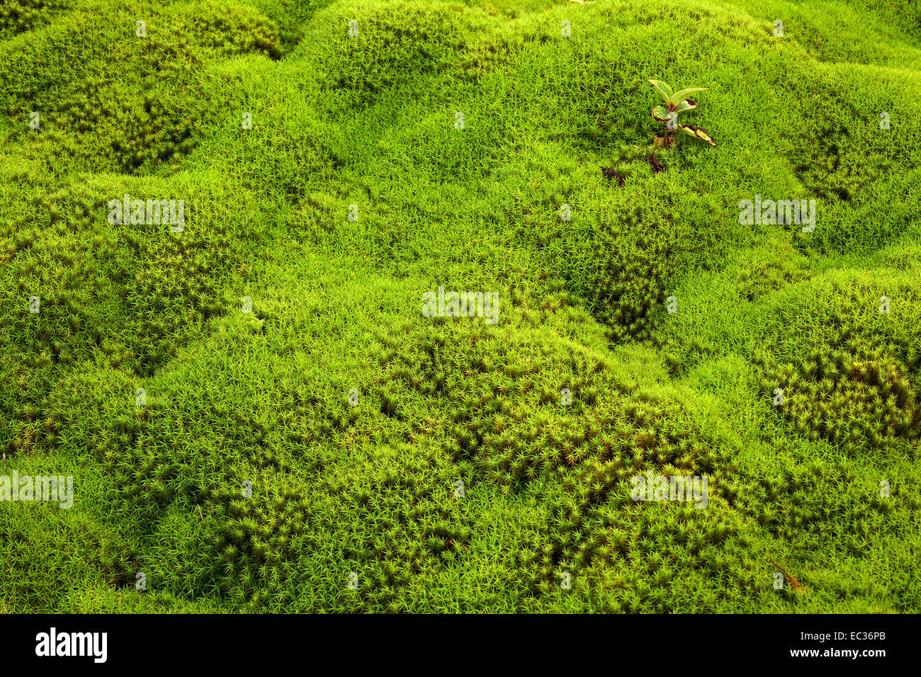 Star Moss Polytrichum Reunion France Stock Photo Alamy