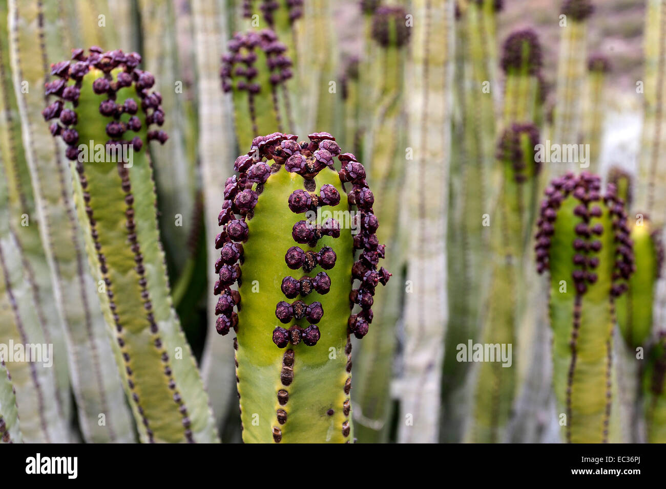 Candelabra tree (Euphorbia candelabrum), Tenerife, Canary Islands, Spain Stock Photo Alamy
