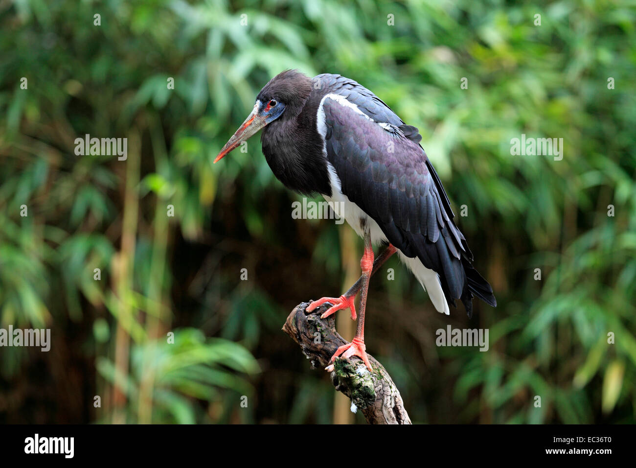 Abdimstorch, (Ciconia abdimii), Afrika, Storch, Stoerche, Warte  Abdim's Stork, (Ciconia abdimii), Africa  Abdim's Stork, (Cicon Stock Photo
