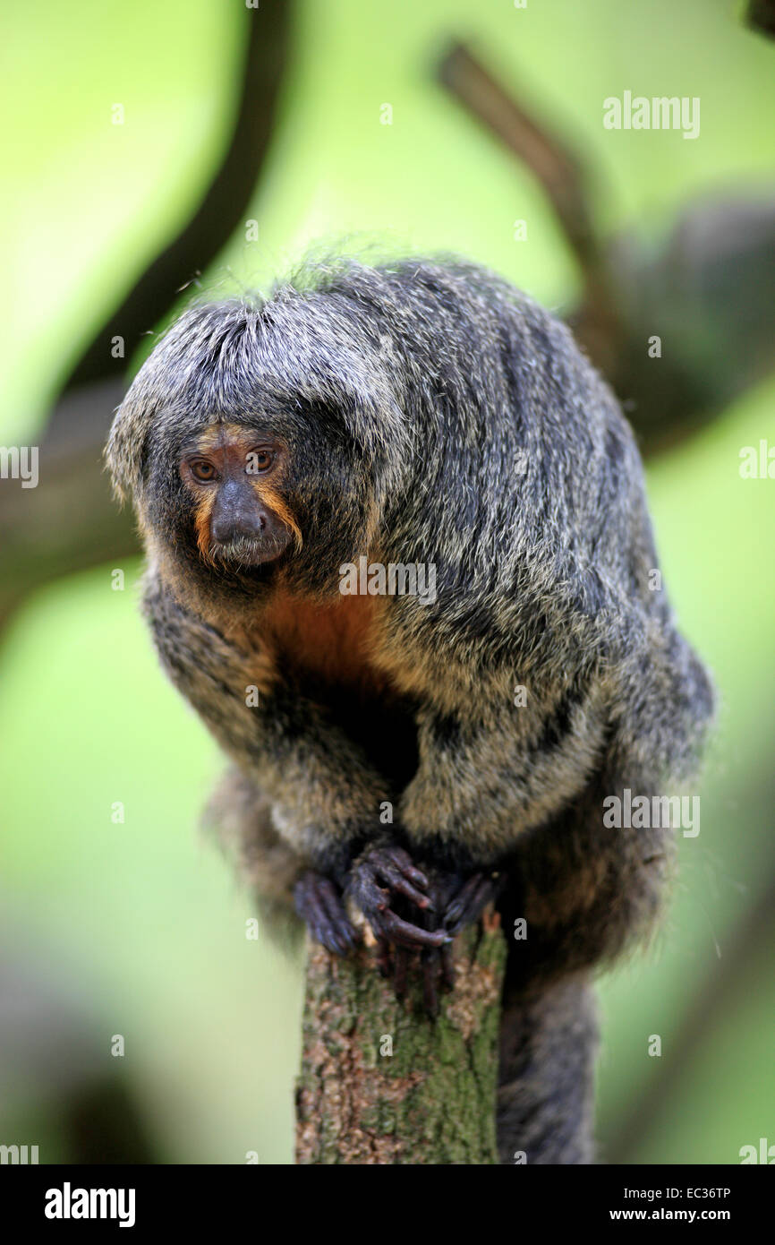 Weiblich hi-res stock photography and images - Page 4 - Alamy