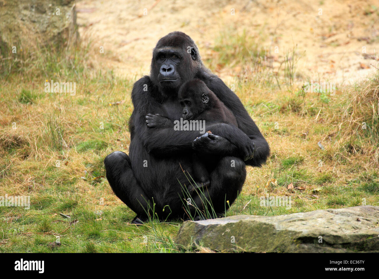 Westlicher Flachlandgorilla, Westlicher Tieflandgorilla, (Gorilla gorilla), Afrika, adult, weiblich, Jungtier, beschuetzen, Mens Stock Photo