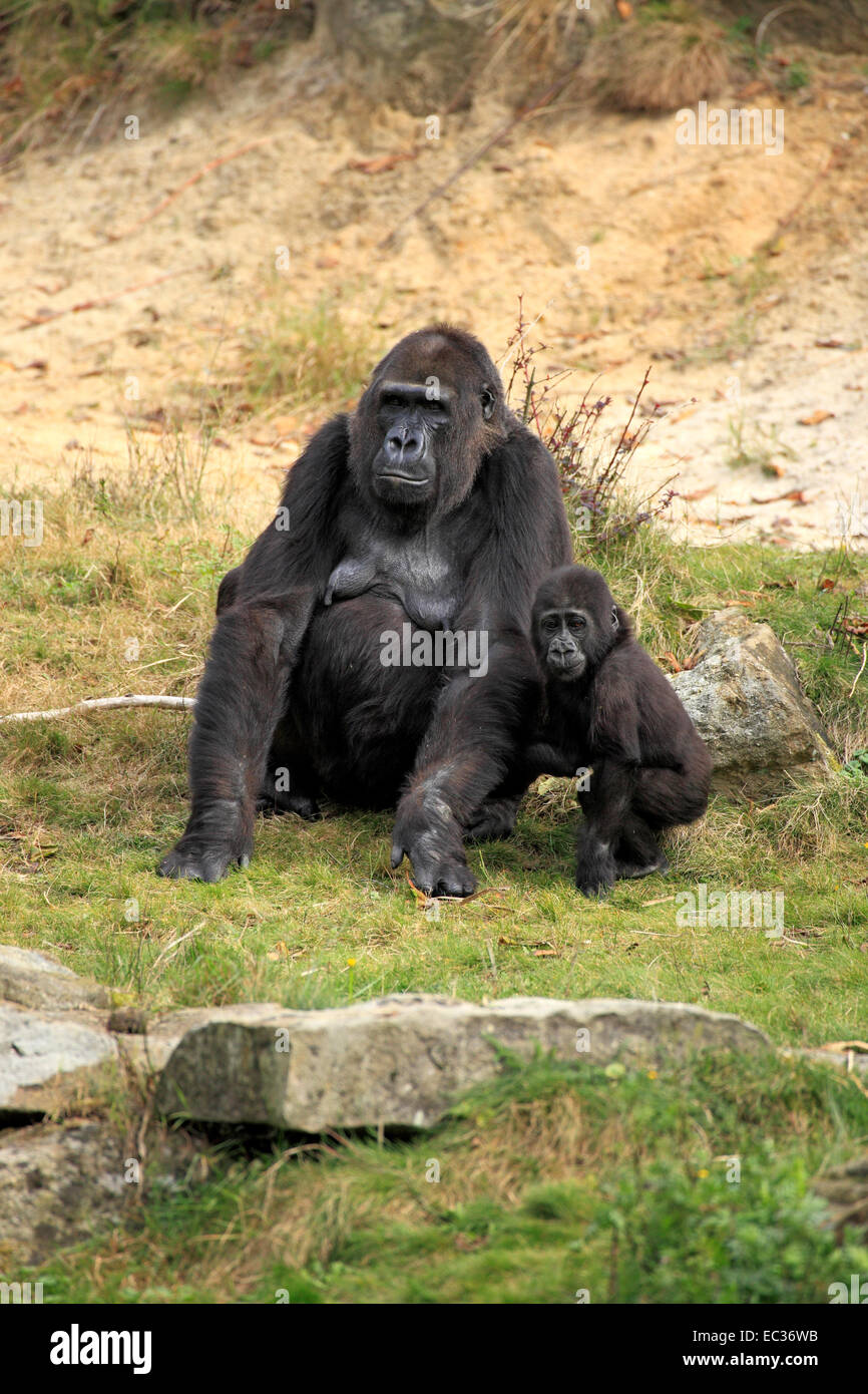 Westlicher Flachlandgorilla, Westlicher Tieflandgorilla, (Gorilla gorilla), Afrika, adult, weiblich, Jungtier, Menschenaffen, Pr Stock Photo