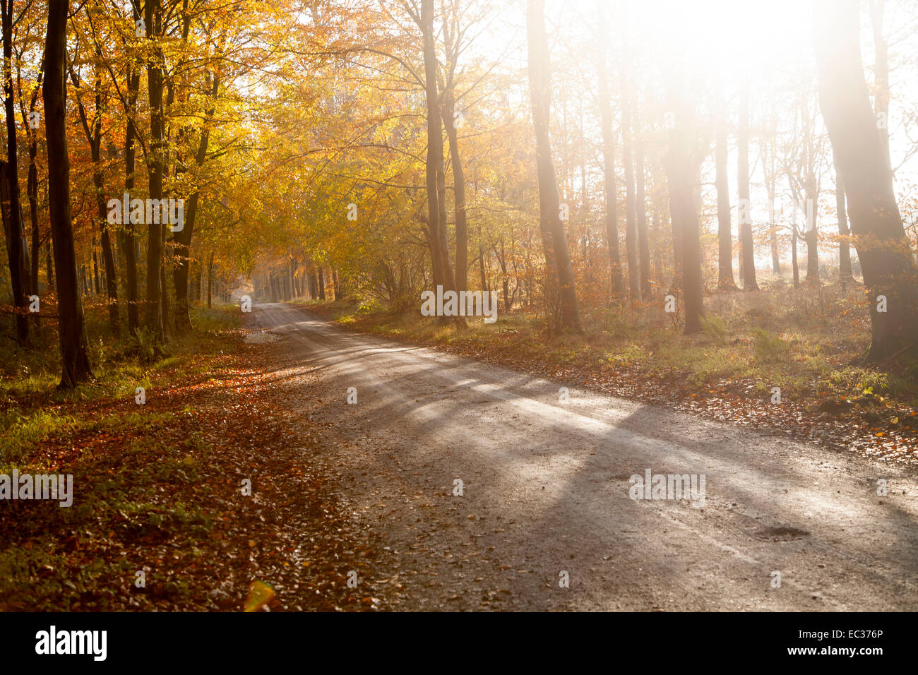 Savernake forest winter hi-res stock photography and images - Alamy