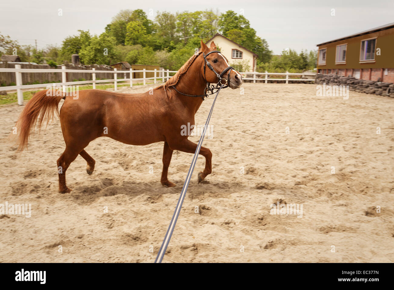 young arabian horse training at farm Stock Photo Alamy