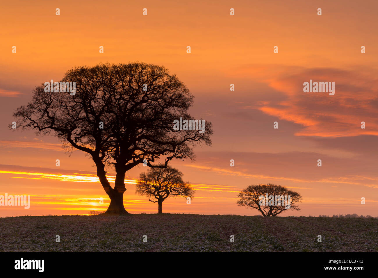Oak tree sunrise silhouette hi-res stock photography and images - Alamy