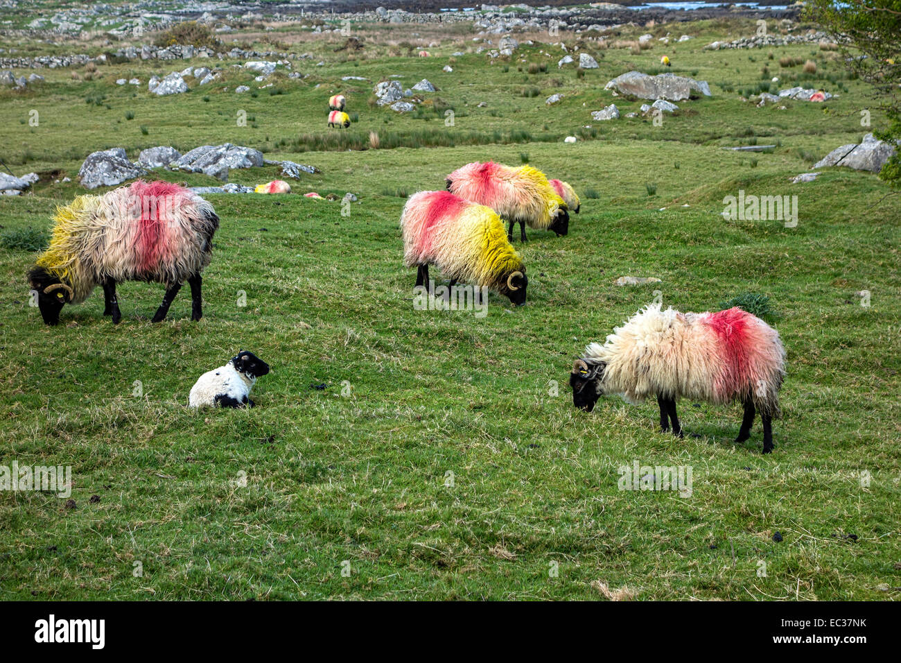 Sheep in Irish Landscape, Connemara,County Galway, Republic of Ireland, Europe. Stock Photo