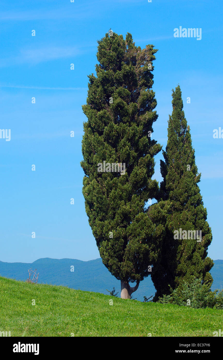 Cypress trees (Cupressus), Volterra, Tuscany landscape, Italy, Europe Stock Photo