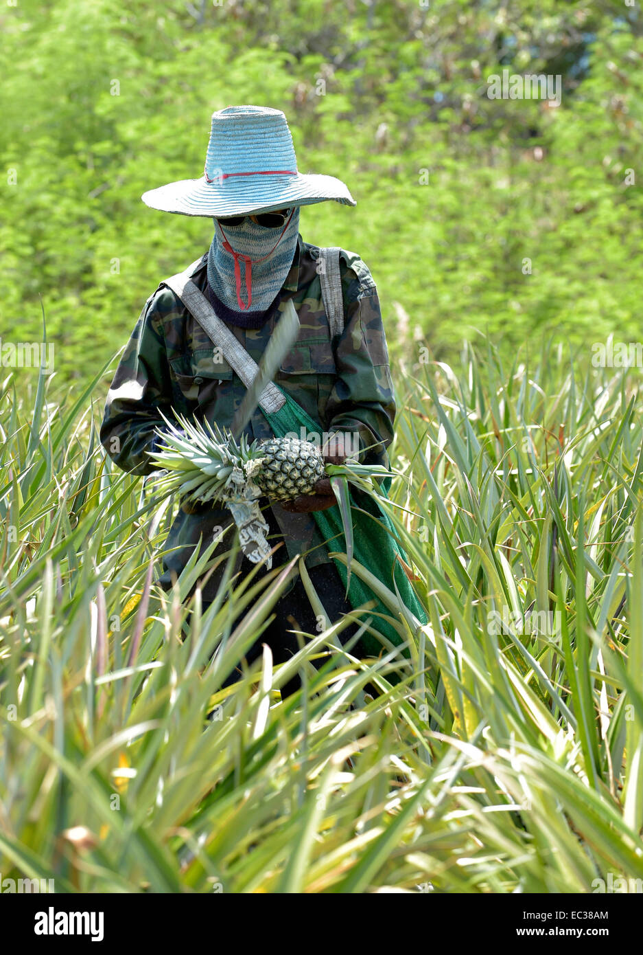 Man cutting a pineapple on a plantation, Hua Hin, Thailand Stock Photo