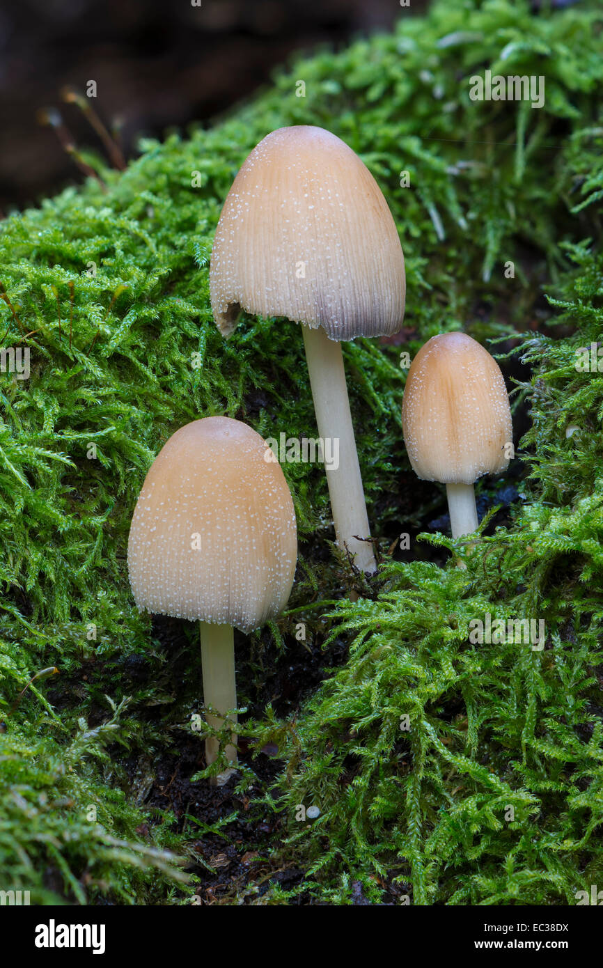 Mica cap (Coprinus micaceus), fruiting bodies growing on moss-covered dead wood, Mönchbruch Nature Reserve, Hesse, Germany Stock Photo