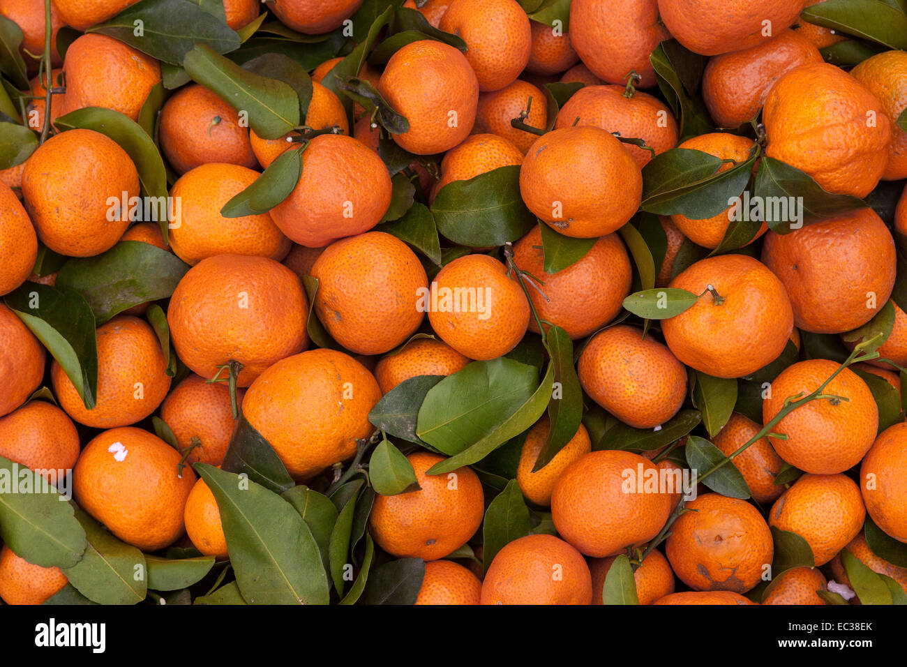Mandarins (Citrus reticulata) Stock Photo
