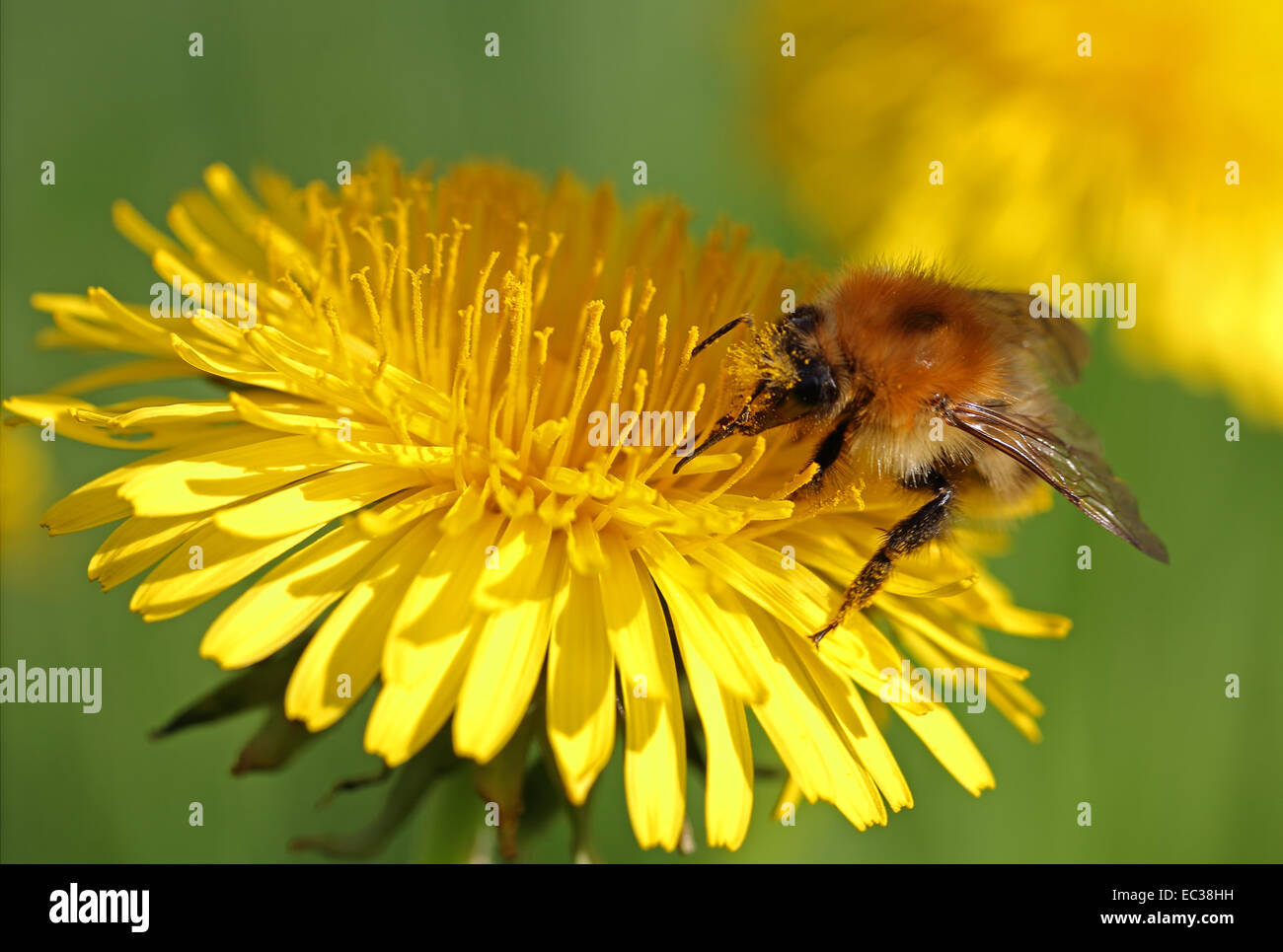 Bumblebee (Bombus sp.), feeding on a Dandelion flower (Taraxacum sp.), detail view Stock Photo