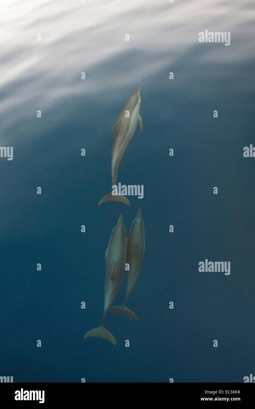 Spinner dolphins in Tañon Strait, Philippines Stock Photo