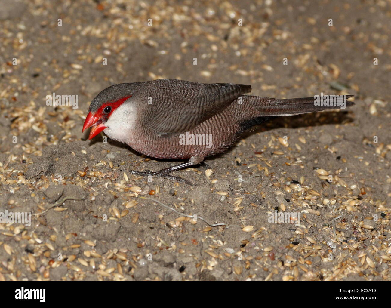 Saint Helena or common Waxbill (Estrilda astrild), originally from sub-Saharan-Africa Stock Photo