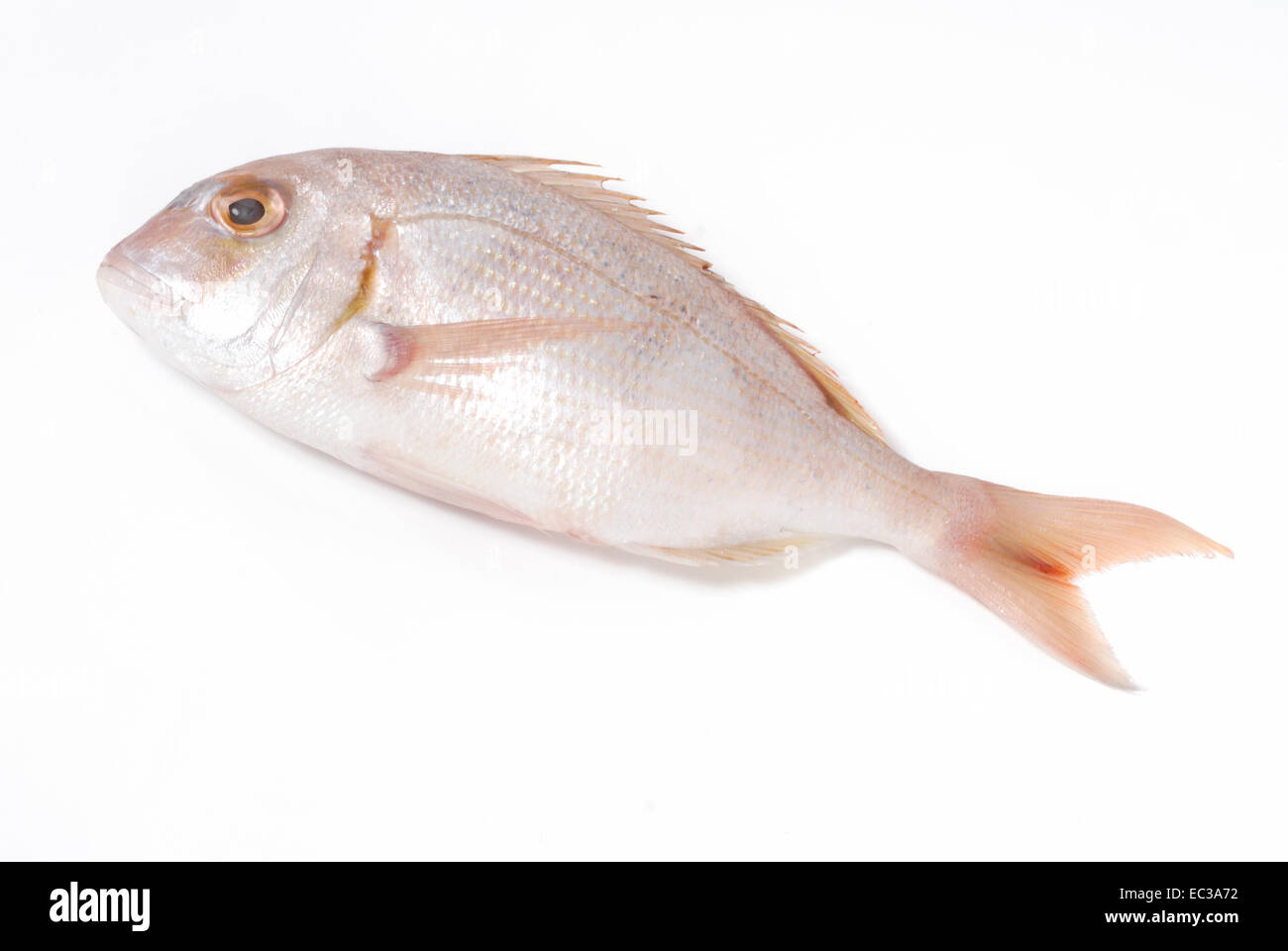 Fish, Gilthead, Sparus Auratus Stock Photo