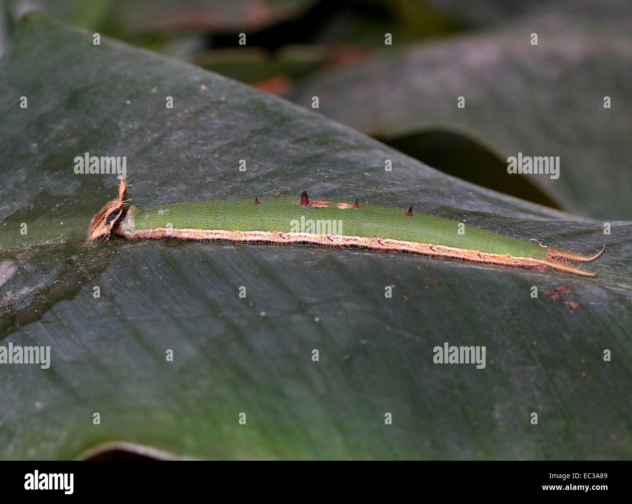Caterpillar of the South American Forest Giant Owl Butterfly (Caligo eurilochus Stock Photo Alamy
