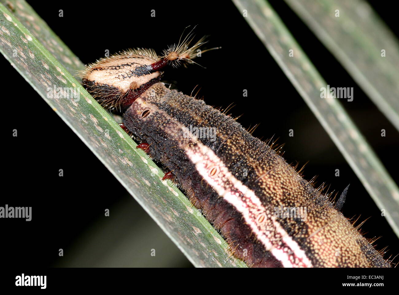 Closeup of the exotic looking caterpillar of the South American Forest Giant Owl Butterfly