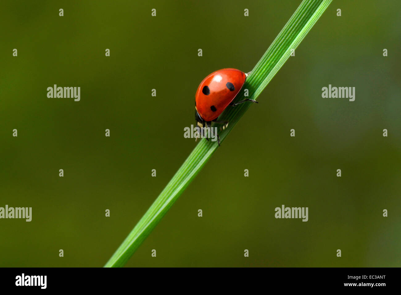 ladybird blad of grass Stock Photo - Alamy