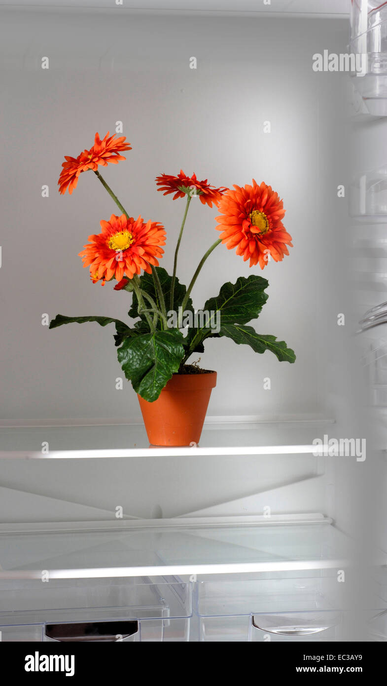 Flowers in Fridge Stock Photo Alamy