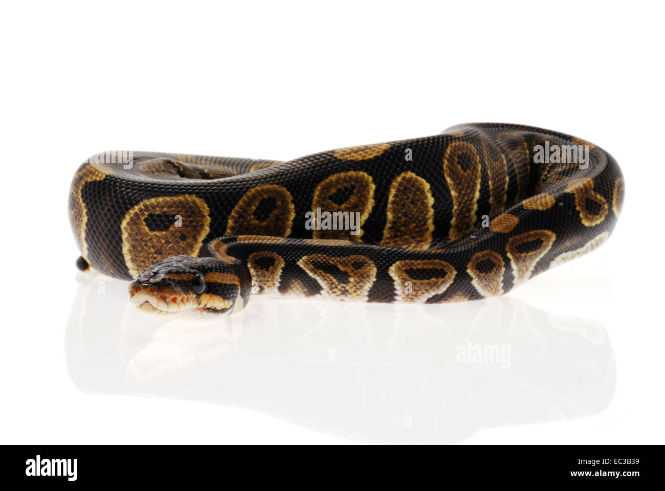 Royal regius pythonidae hi-res stock photography and images - Alamy