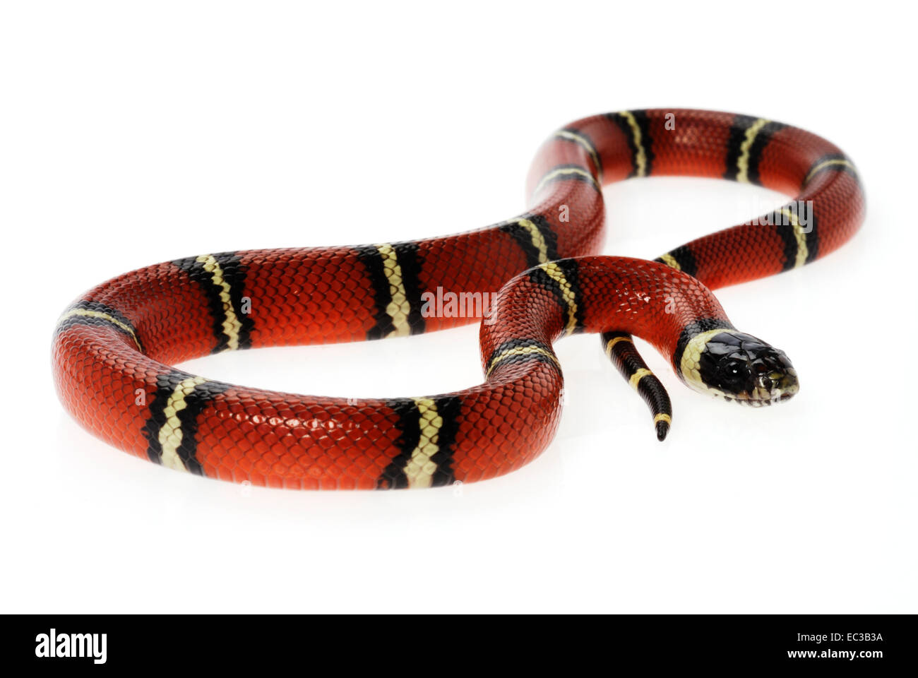Red Milk Snake, Lampropeltis triangulum Stock Photo