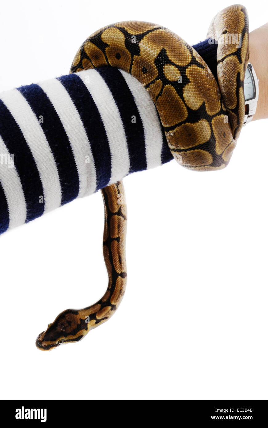 Royal Python on Arm, Python regius Stock Photo - Alamy