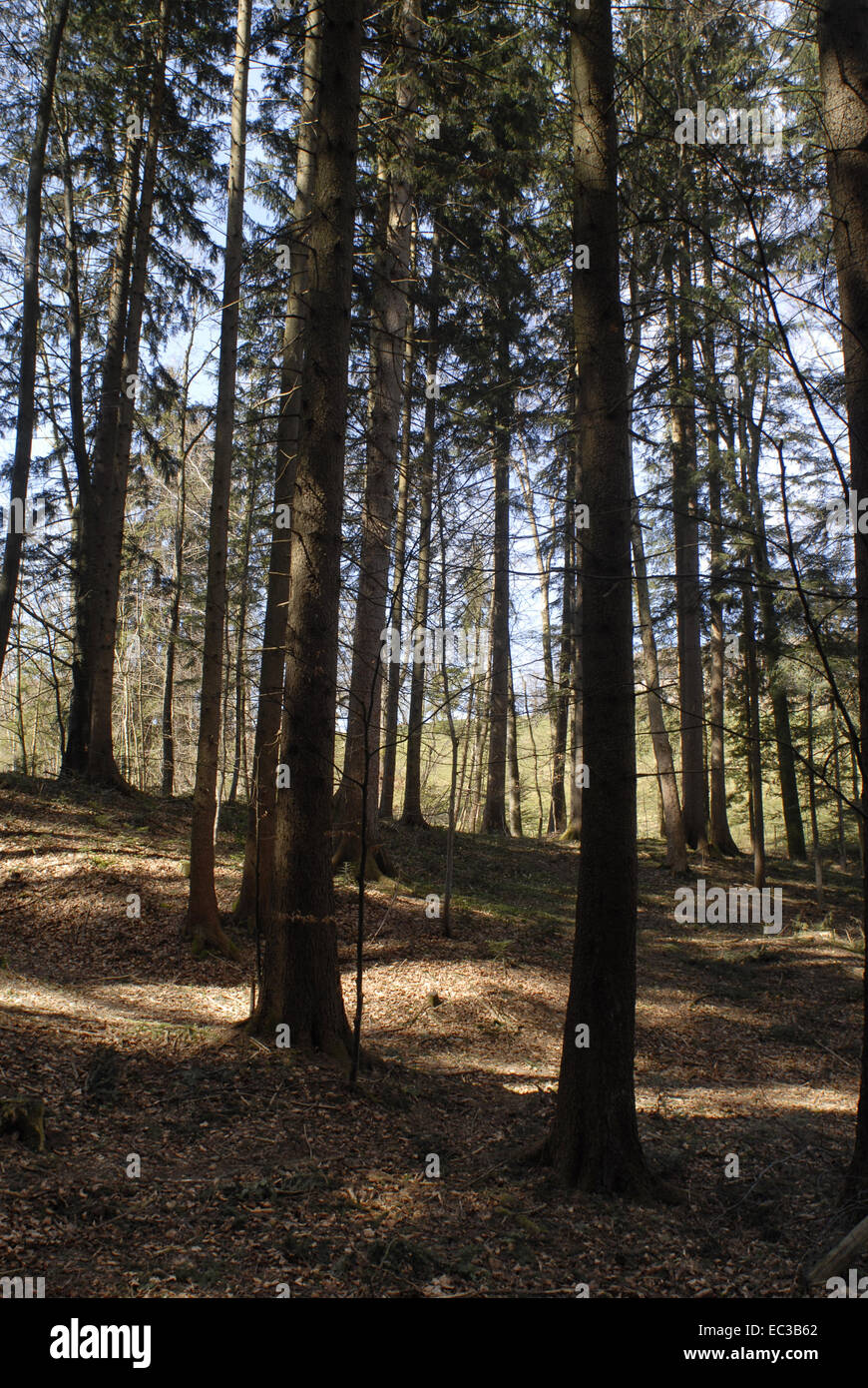 Bavarian state forests hi-res stock photography and images - Alamy