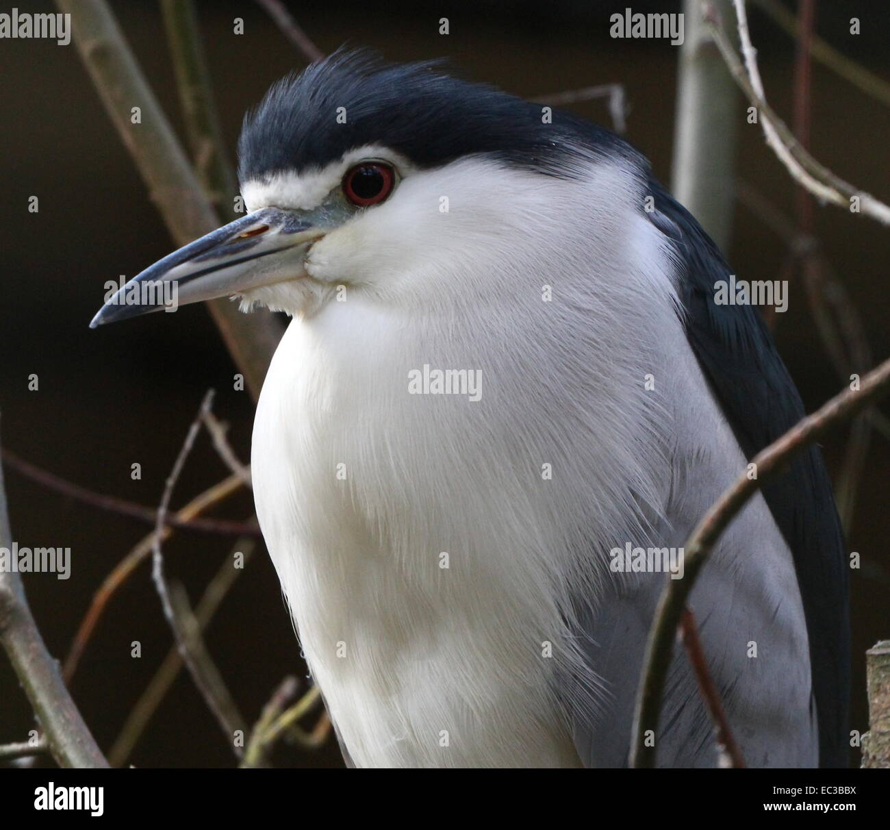 Black-crowned night heron (Nycticorax nycticorax) in a tree, close-up of  the head and upper body Stock Photo