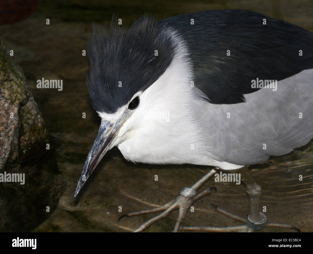 Black-crowned night heron (Nycticorax nycticorax), close-up of the head Stock Photo
